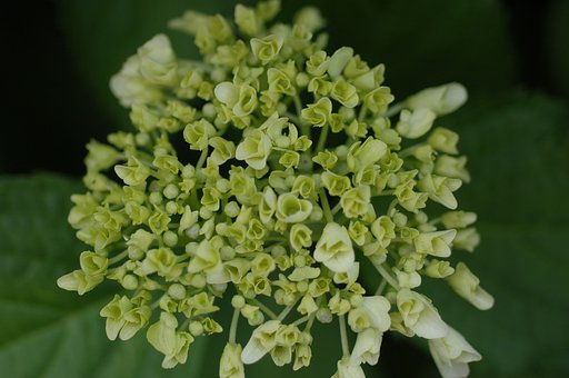 開花前