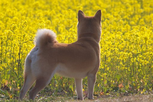 【花】黄色い世界へ