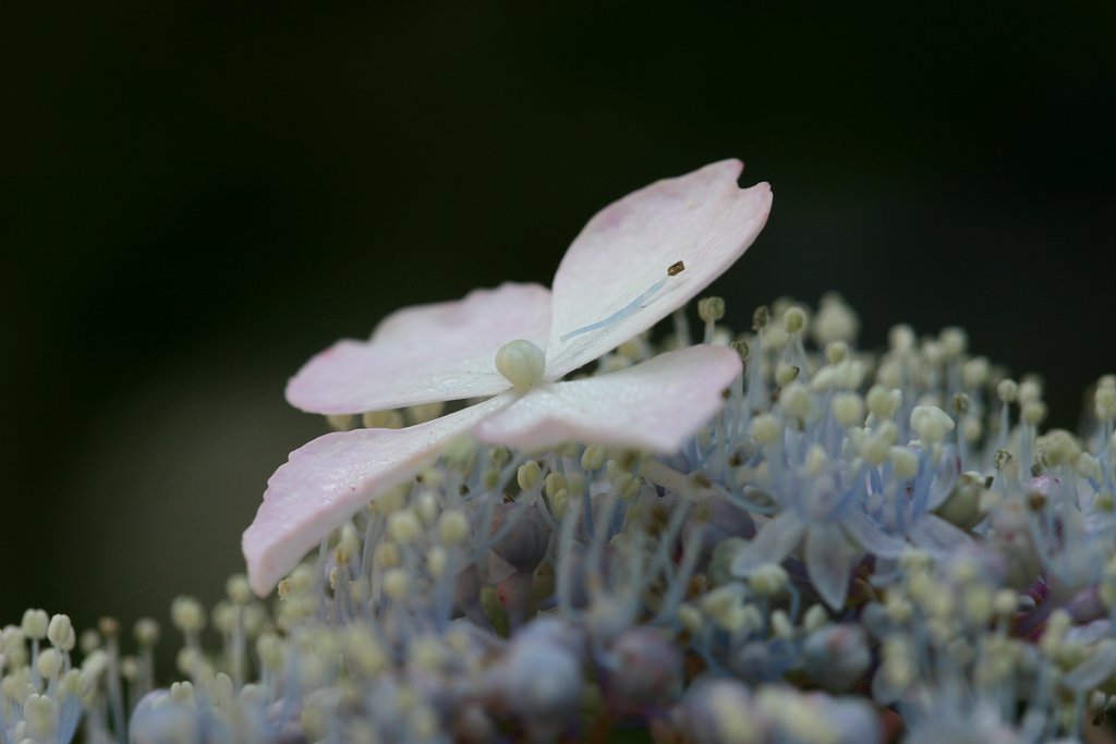 紫陽花