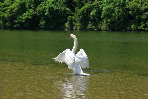 ソロ