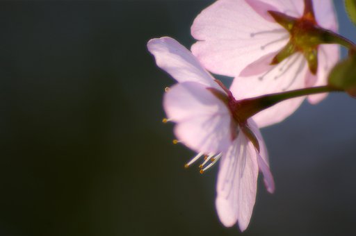 淡く静かに