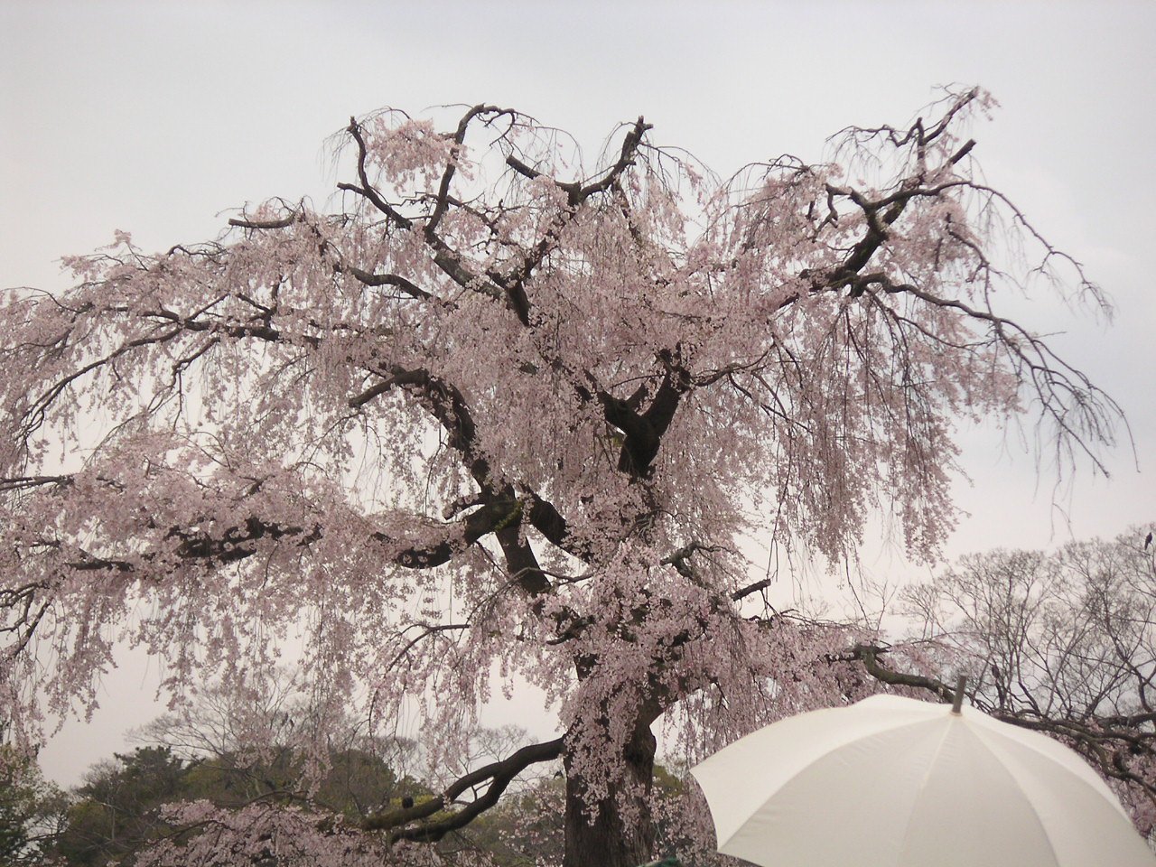 今年も懲りずに