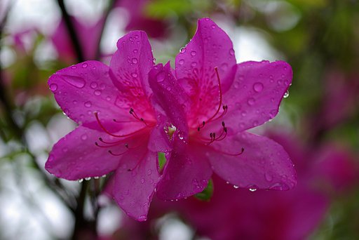 雨に打たれて・・・