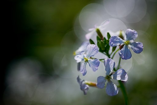 小川にさいてた、このお花の名前わかりますか？