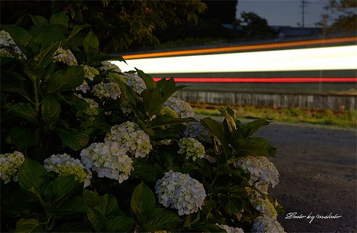 アジサイと列車の軌跡
