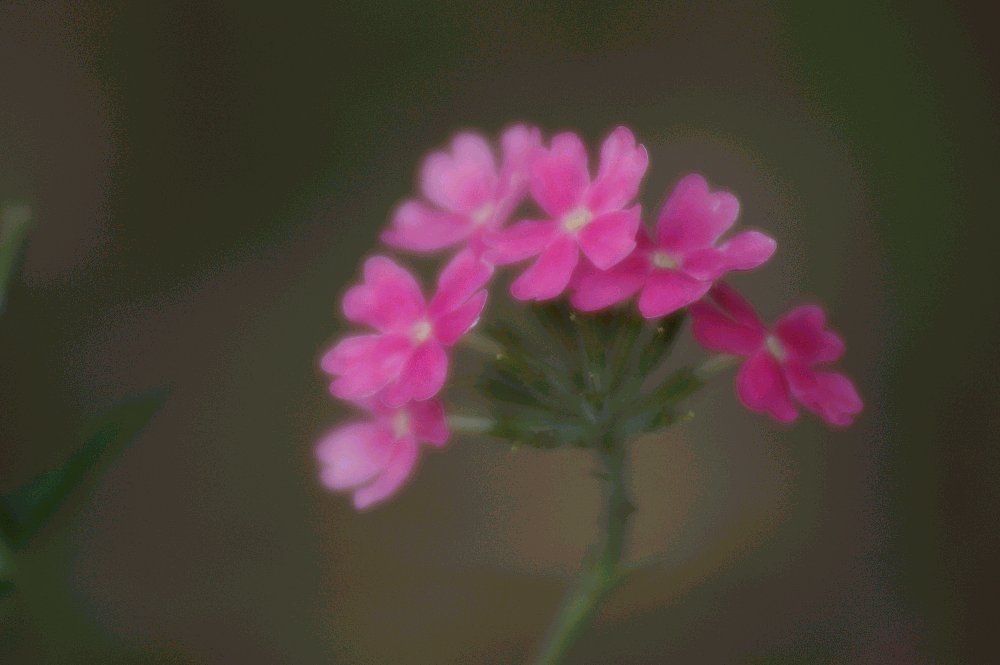 並ぶ花