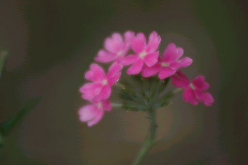 並ぶ花