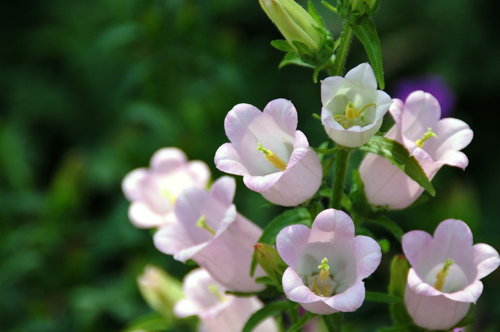 何という名前でしょう？