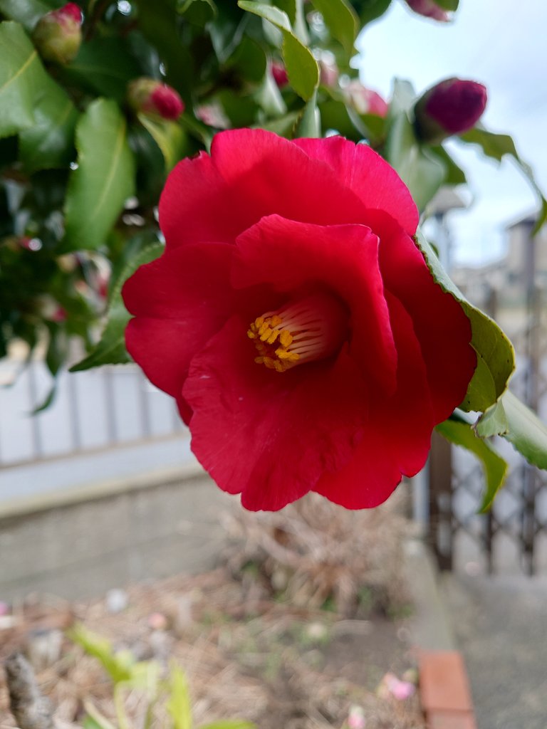 真紅の椿