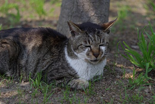 猫に歴史あり