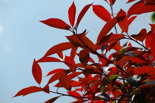 紅い春