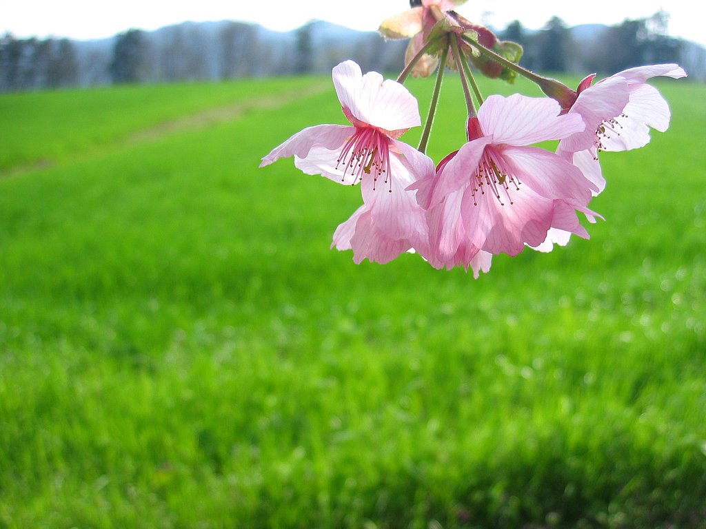 牧草地の春