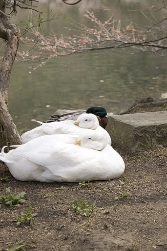 春待ち