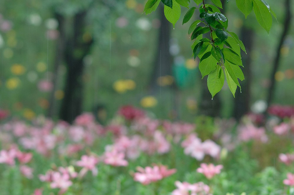 雨のユリ園