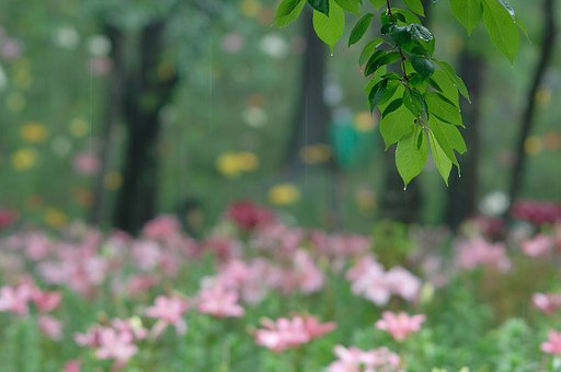 雨のユリ園