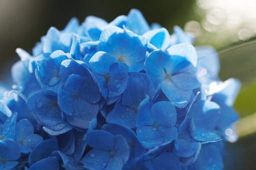 紫陽花
