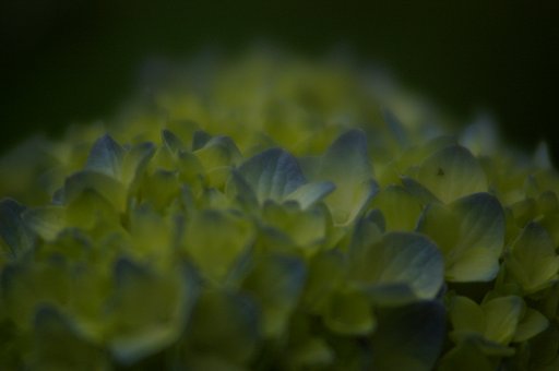花の海