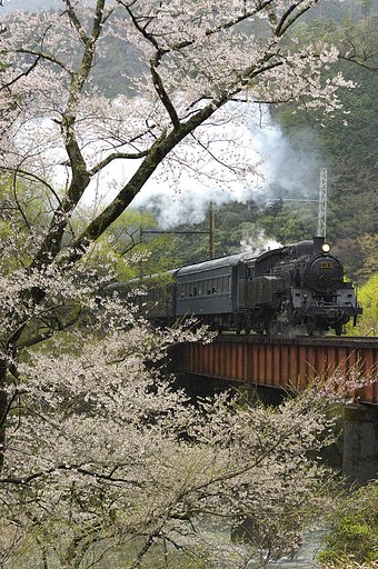 笹間渡の桜
