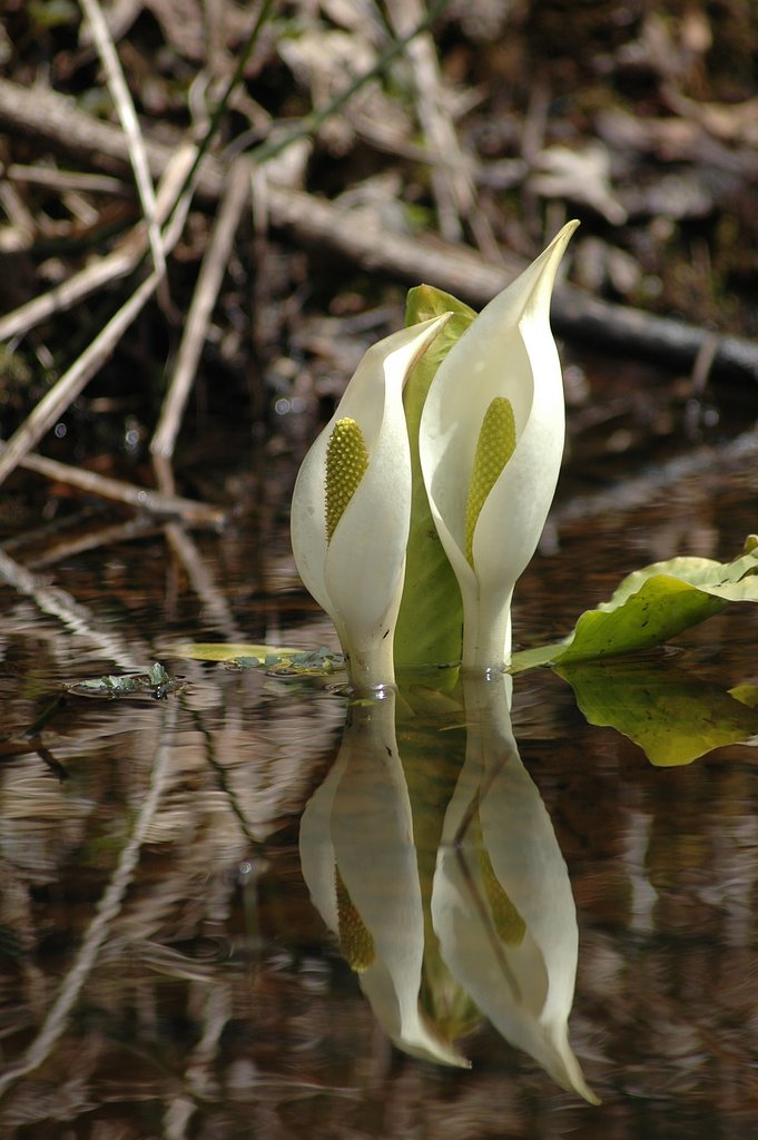 水面上の水芭蕉