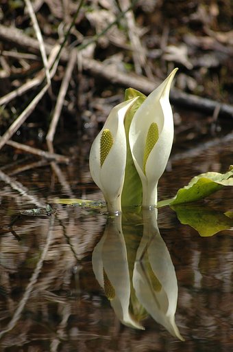 水面上の水芭蕉