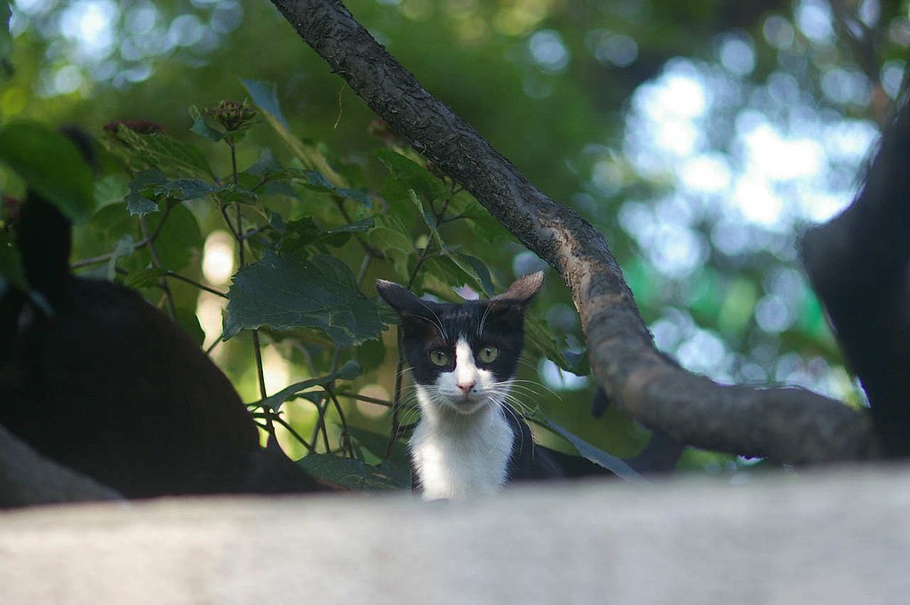 「我が輩は猫である」