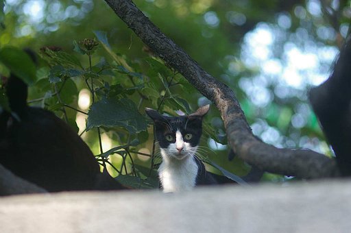 「我が輩は猫である」