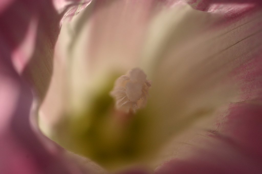 ＬＩＯＮ　ＦＬＯＷＥＲ