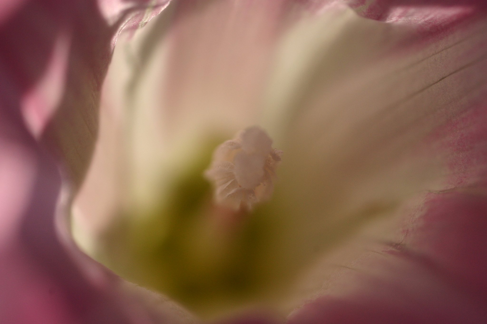 ＬＩＯＮ　ＦＬＯＷＥＲ