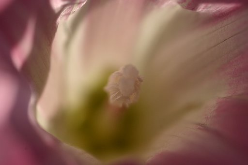 ＬＩＯＮ　ＦＬＯＷＥＲ