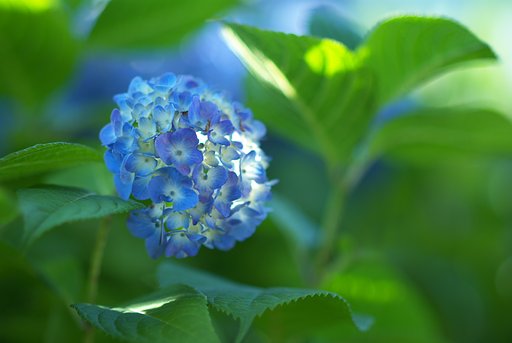 Blue & Green