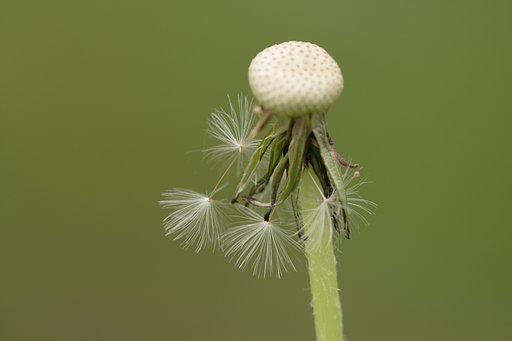 風の吹くままに