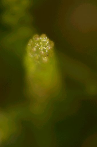 ?な花