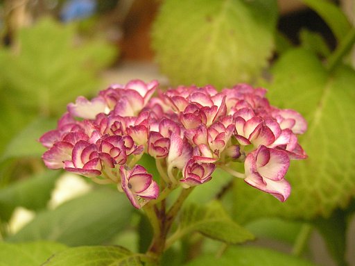 【旬】開花