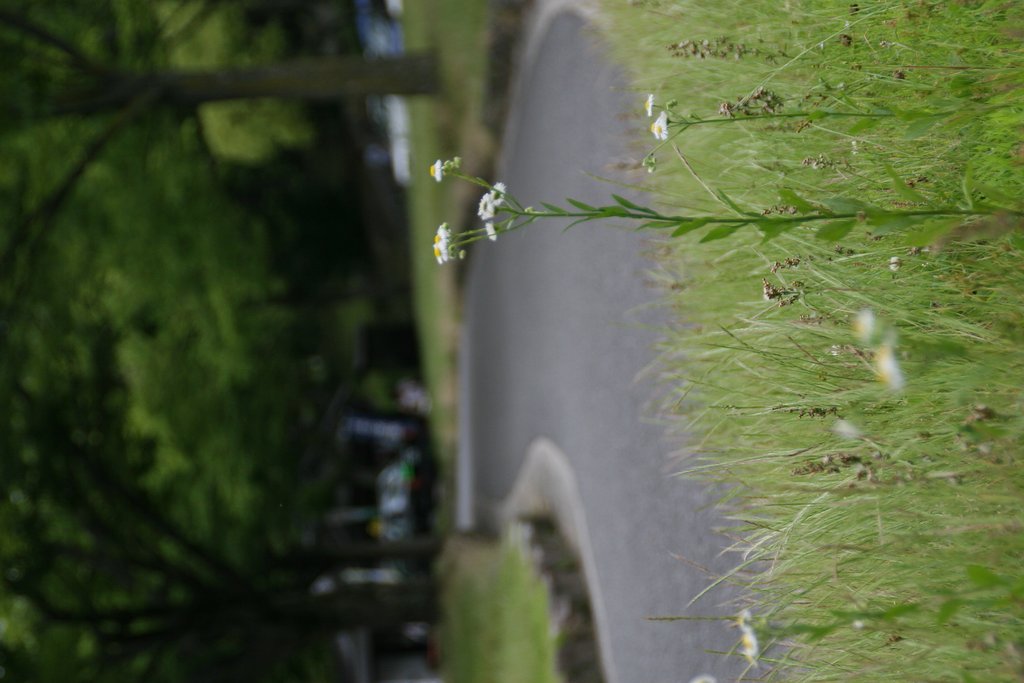 人生の小道