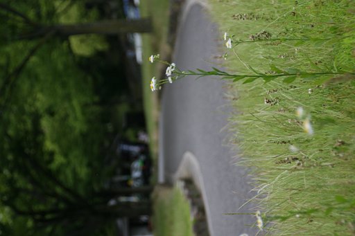 人生の小道
