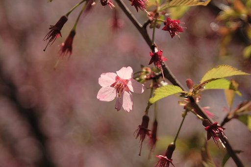 散り行く桜