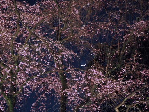 月が見ていた