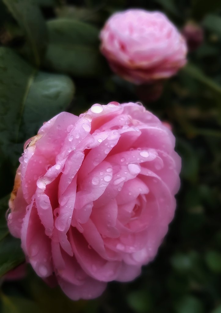 恵みの雨