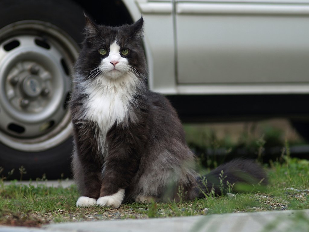 この野良猫は