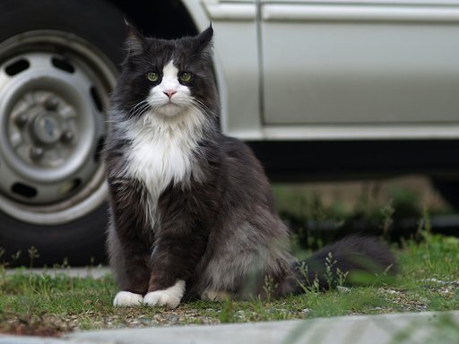 この野良猫は