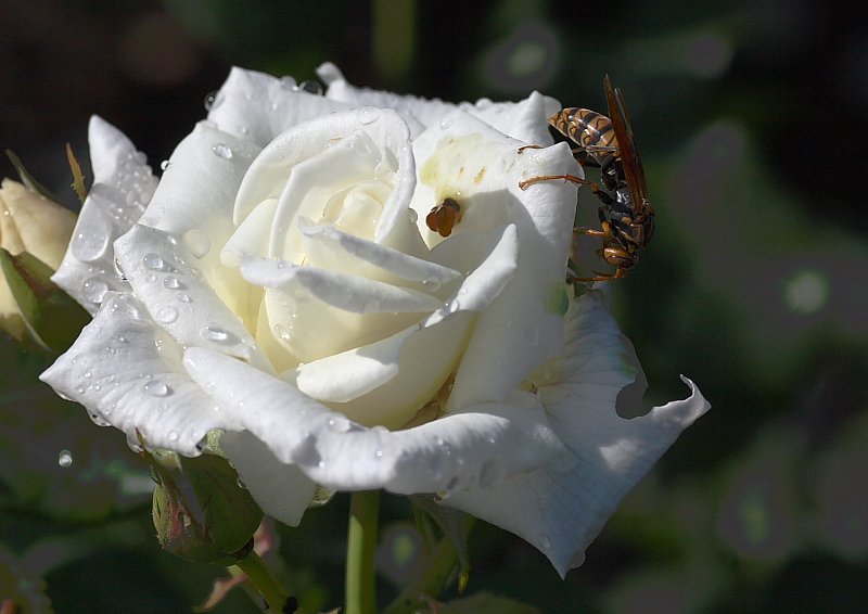 薔薇と蜂