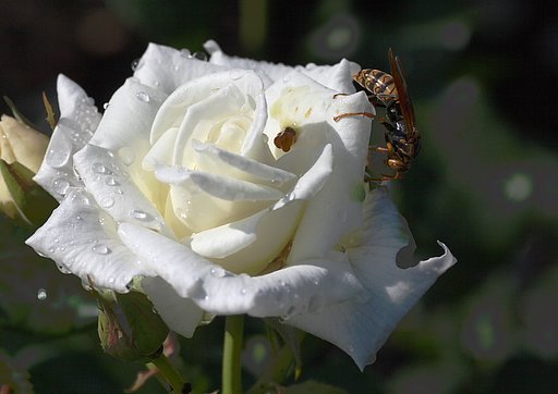薔薇と蜂