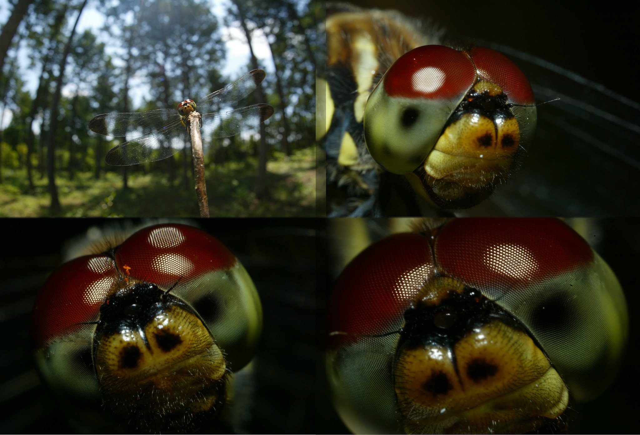 魚眼から５倍まで