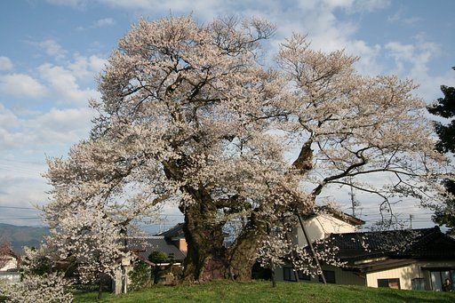 中曽根のエドヒガン