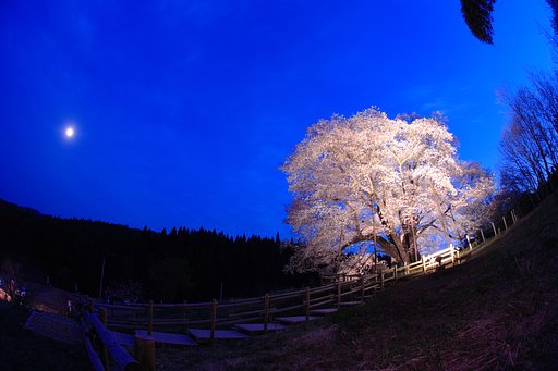 朧ではないけど桜山