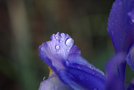 雨玉・・・