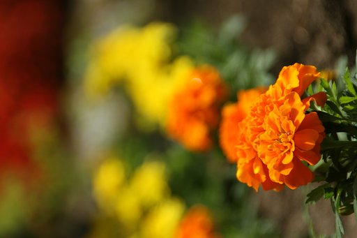 公園の花壇