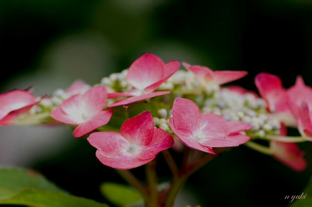 （旬）紫陽花