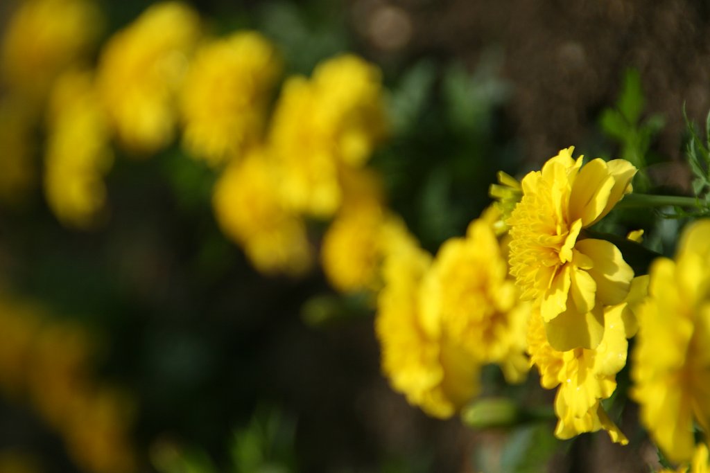 花壇
