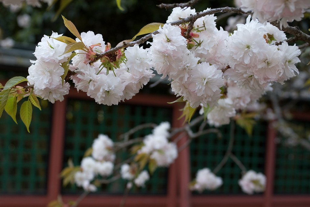 桜三部#2